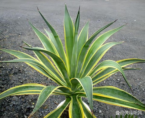 迷你世界龙舌兰怎么得